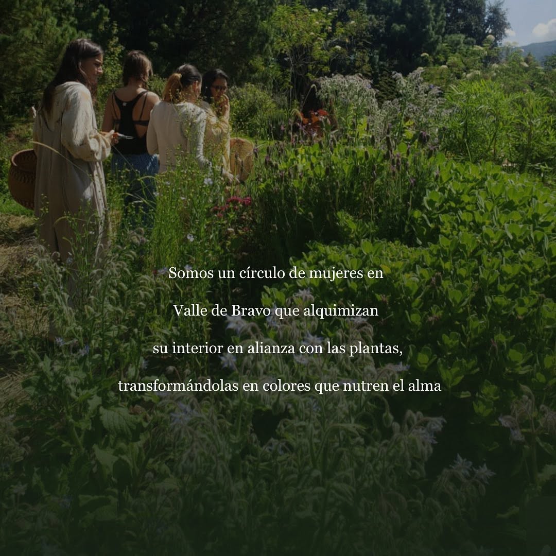 Colectiva Tintoreras — Plantas de Mares