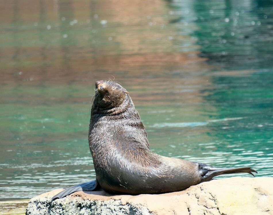 Galápagos